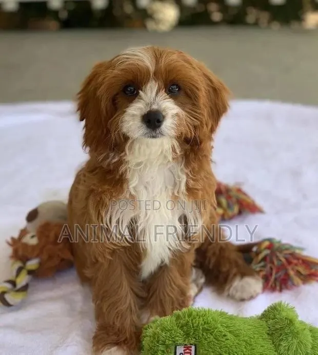 1-3 months Female Purebred Lhasa Apso · Photo 1