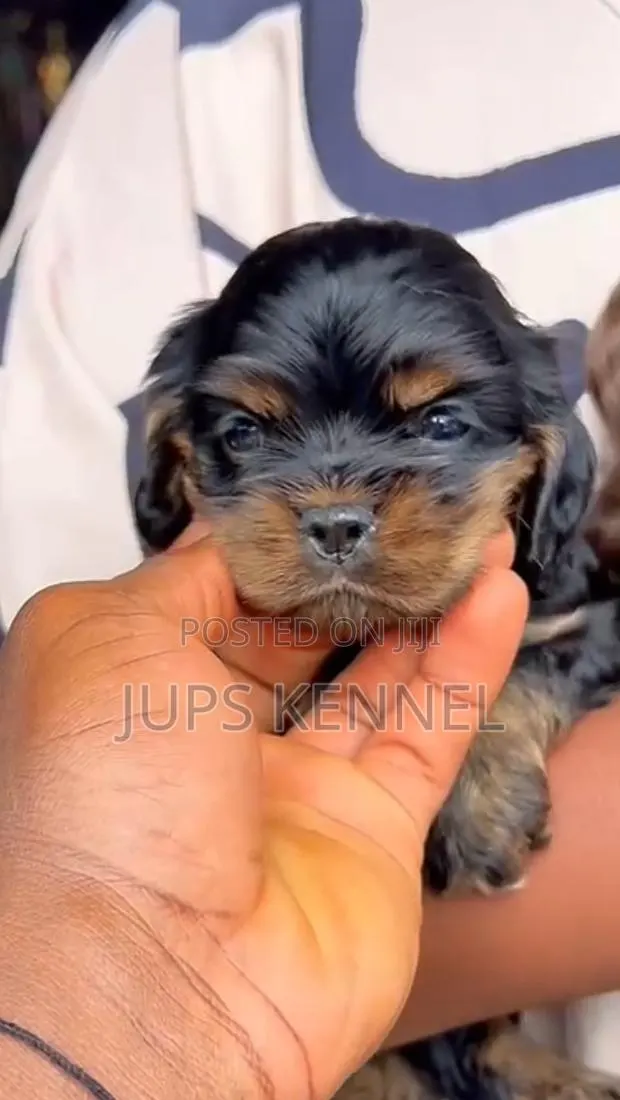1-3 months Female Purebred Cocker Spaniel · Photo 1