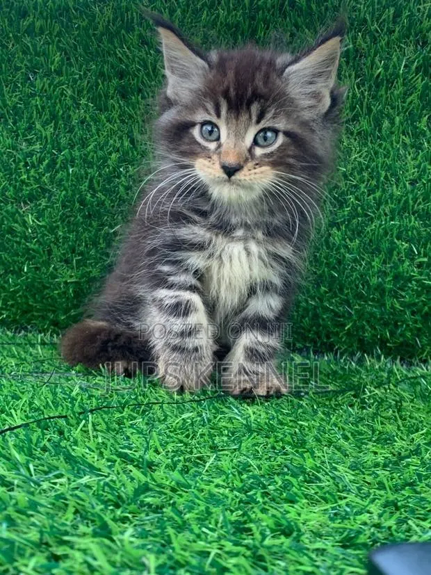 1-3 months Male Purebred Maine Coon · Photo 1
