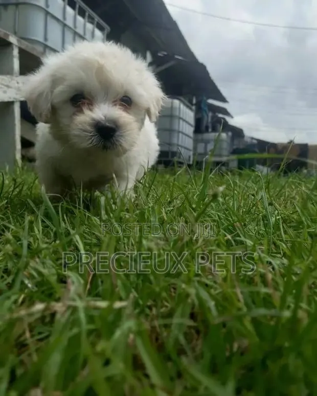0-1 Month Male Mixed Breed Maltipoo · Photo 1