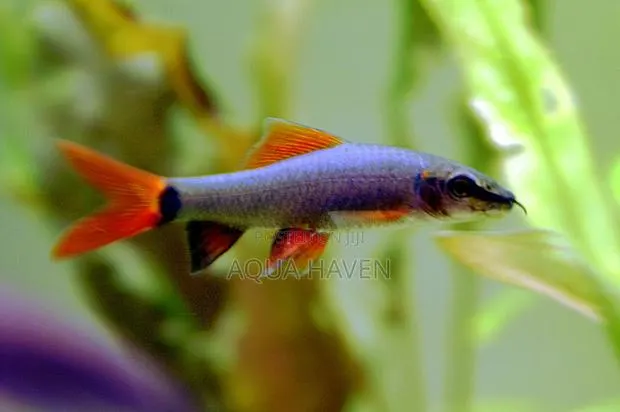 Rainbow Shark · Photo 1