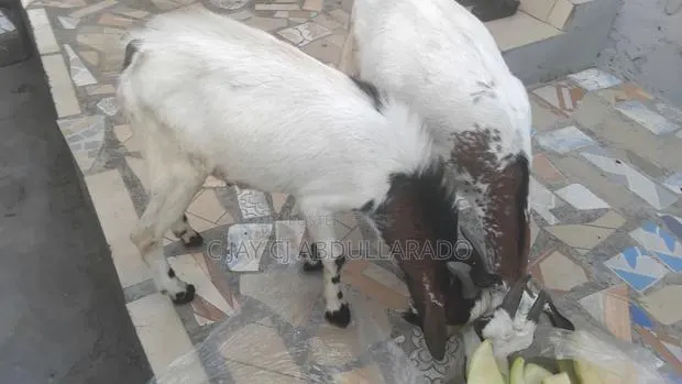 Home Breed Male Goat Good for Crossing Good Meat · Photo 1