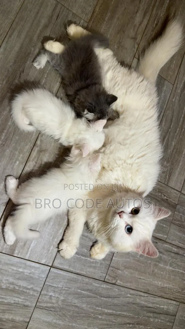 1-3 months Female Purebred Persian · Photo 1