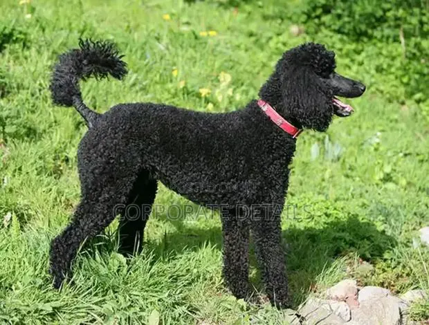 3-6 months Female Purebred Poodle · Photo 1