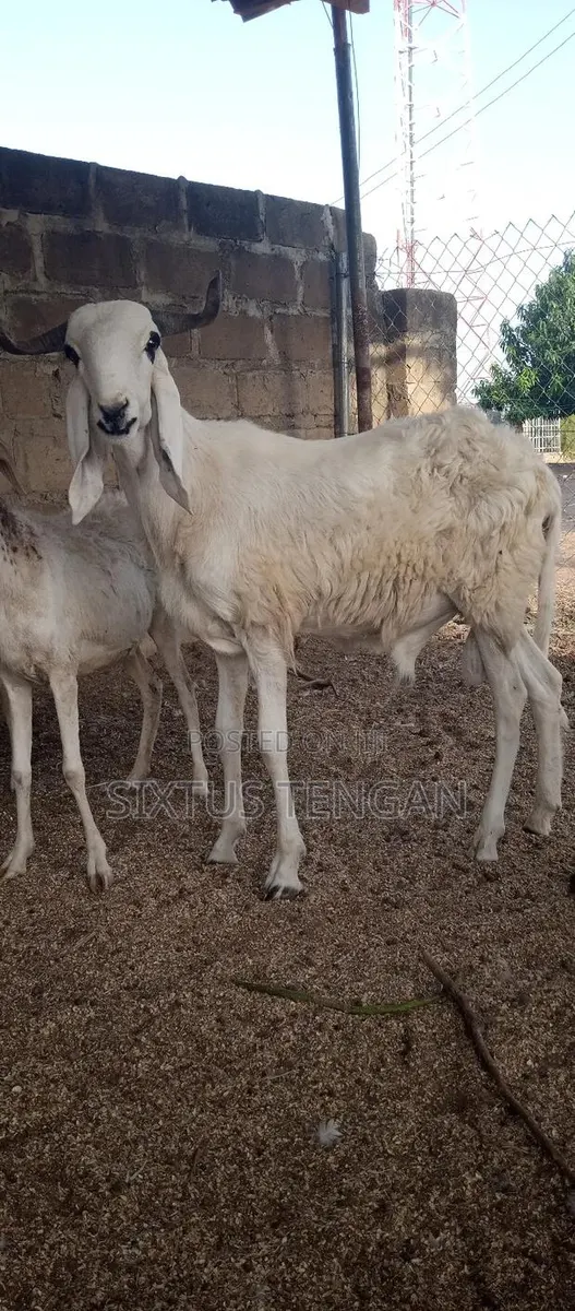 Balami Ramb for Sale · Photo 1