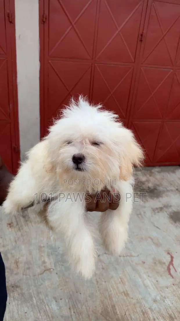 1-3 months Female Purebred Poodle · Photo 1