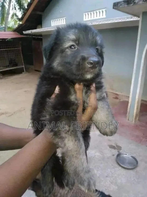 1-3 months Female Purebred Caucasian Shepherd · Photo 1