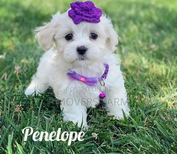 1-3 months Female Purebred Maltese · Photo 1