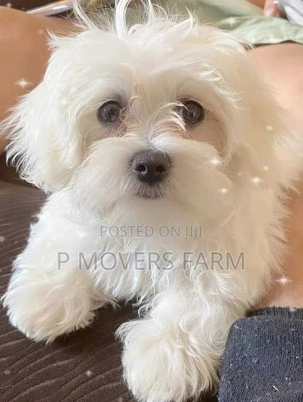 1-3 months Female Mixed Breed Poodle · Photo 1