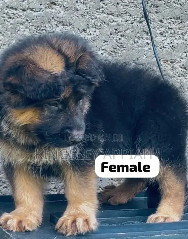 1-3 months Female Purebred German Shepherd · Photo 1