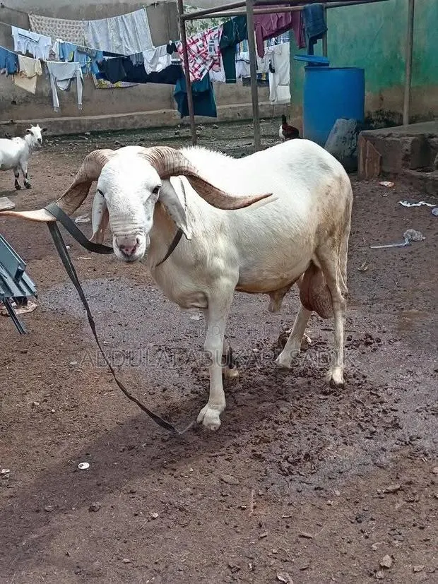 Sheep Is for Sale · Photo 1