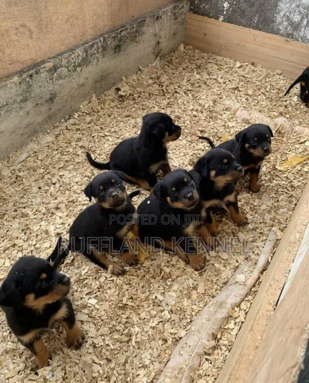 1-3 months Female Purebred Rottweiler · Photo 1