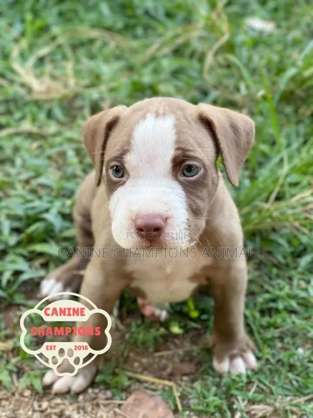 1-3 months Female Purebred American Pit Bull Terrier · Photo 1