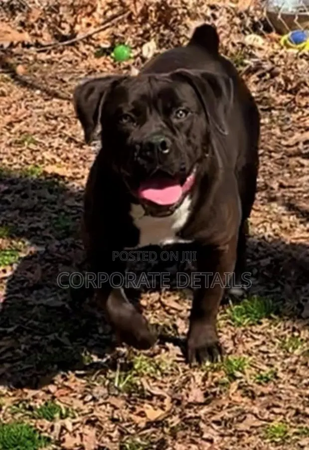 3-6 months Male Purebred Boerboel · Photo 1