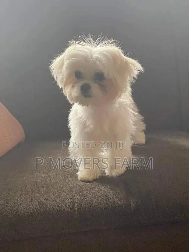 1-3 months Male Purebred Maltese · Photo 1
