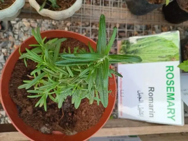 Potted Rosemary Plant · Photo 1