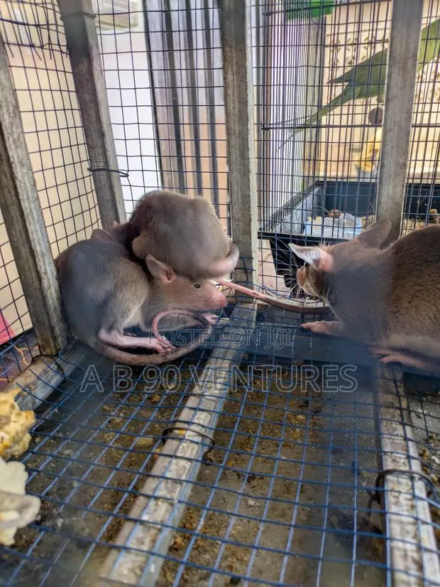 Local Rats · Photo 1