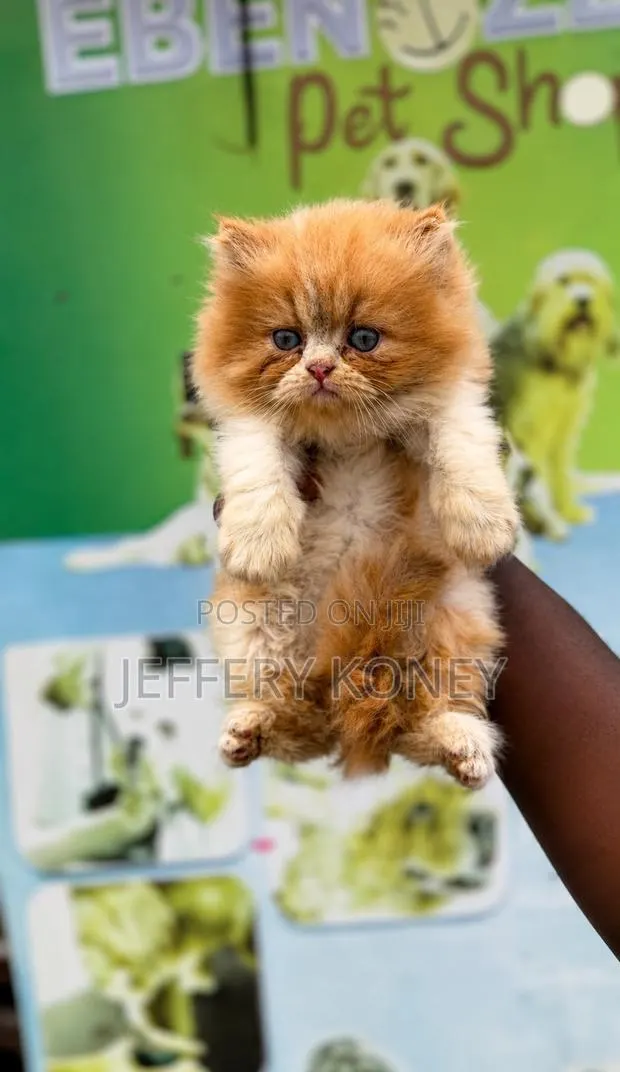 1-3 months Male Purebred Persian · Photo 1