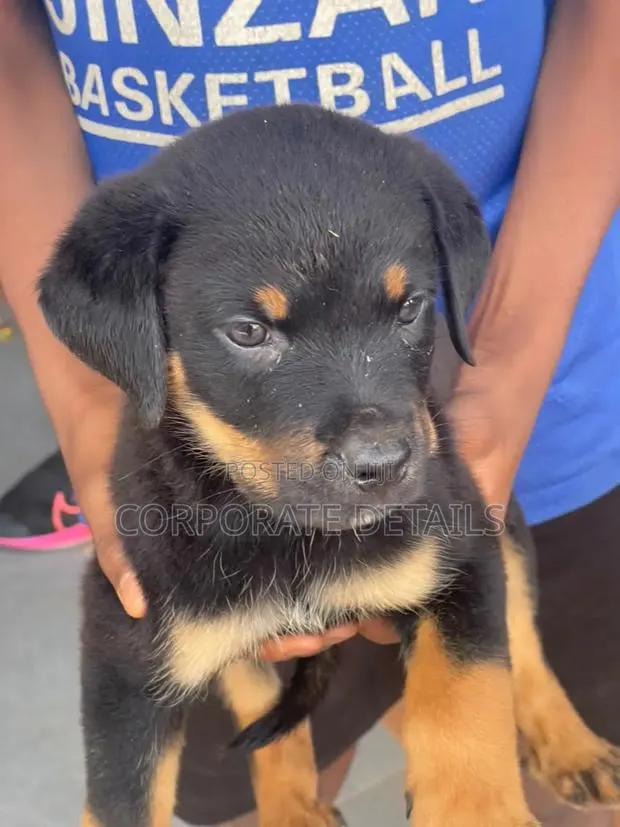 1-3 months Male Purebred Rottweiler · Photo 1