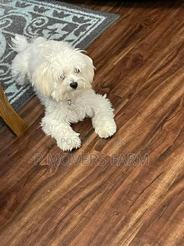 1-3 months Male Purebred Poodle · Photo 1