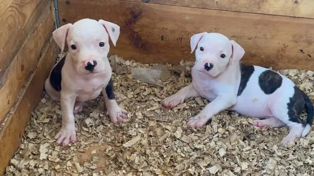 1-3 months Female Purebred American Pit Bull Terrier · Photo 1