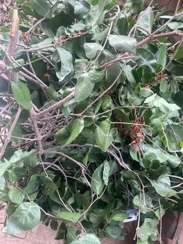 Nkranpa Leaves (Mistletoe Plant) · Photo 1