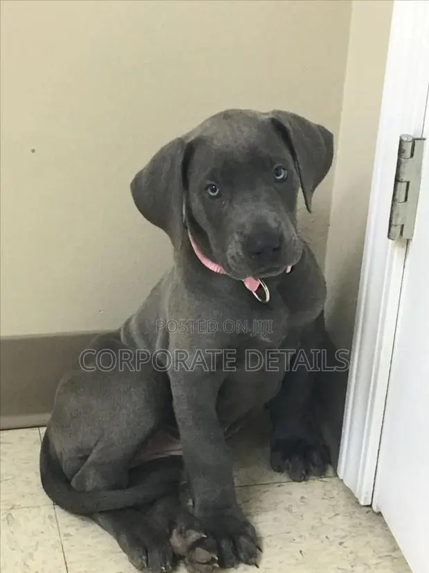 1-3 months Male Purebred Great Dane · Photo 1