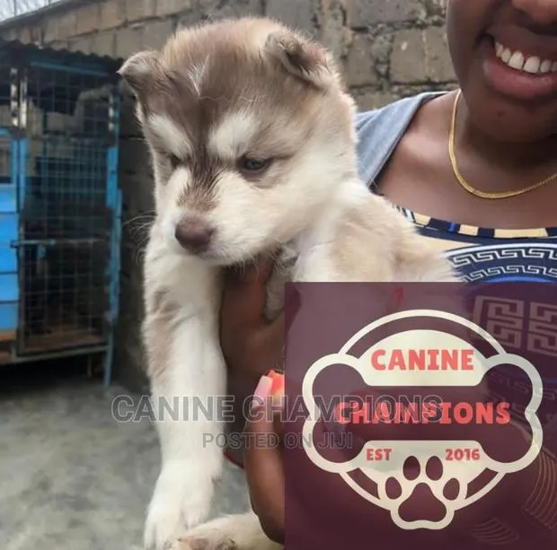 1-3 months Female Purebred Siberian Husky · Photo 1