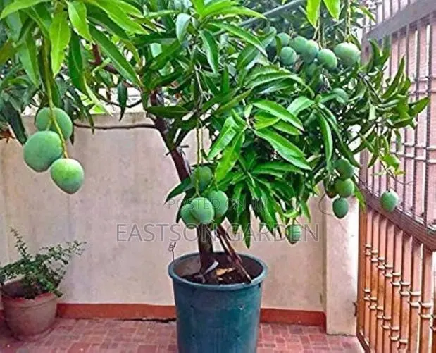 Jumbo Dwarf Mango Seedlings · Photo 2