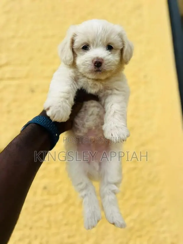1-3 months Male Purebred Poodle · Photo 1