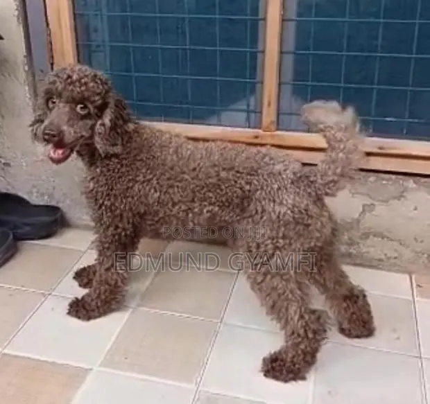1+ year Male Purebred Poodle · Photo 1
