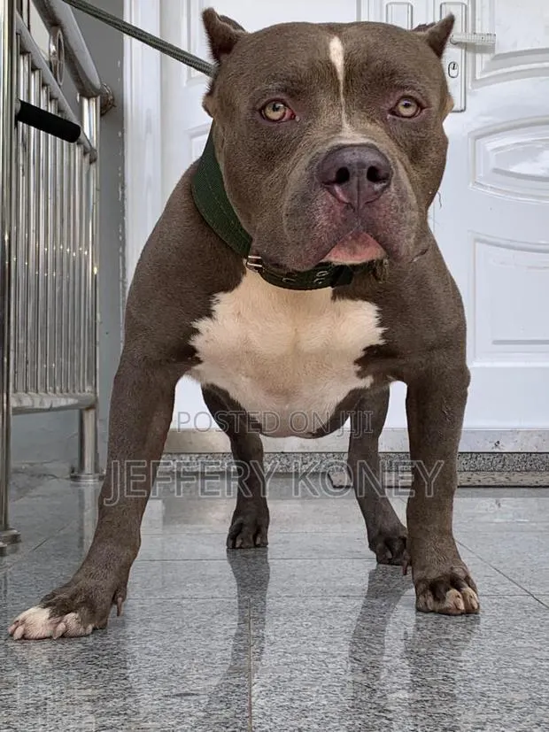 1+ year Male Purebred American Pit Bull Terrier · Photo 1