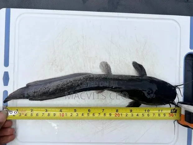 Catfish Juveniles · Photo 1