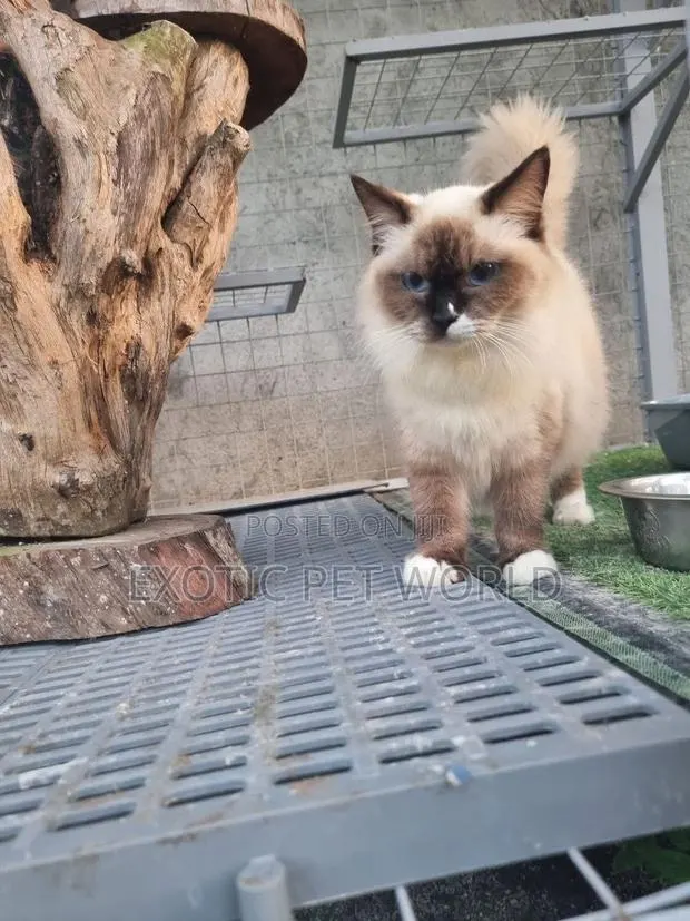 1-3 months Female Purebred Ragdoll · Photo 2