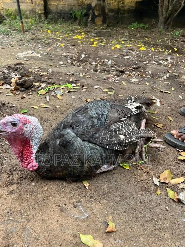 Turkey Organic Local · Photo 2