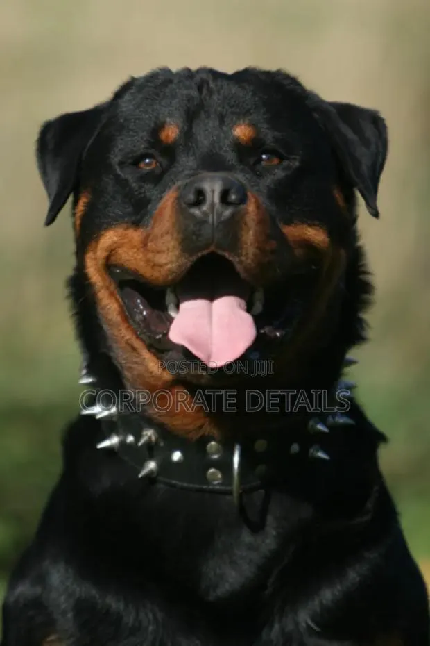 1+ year Male Purebred Rottweiler · Photo 1