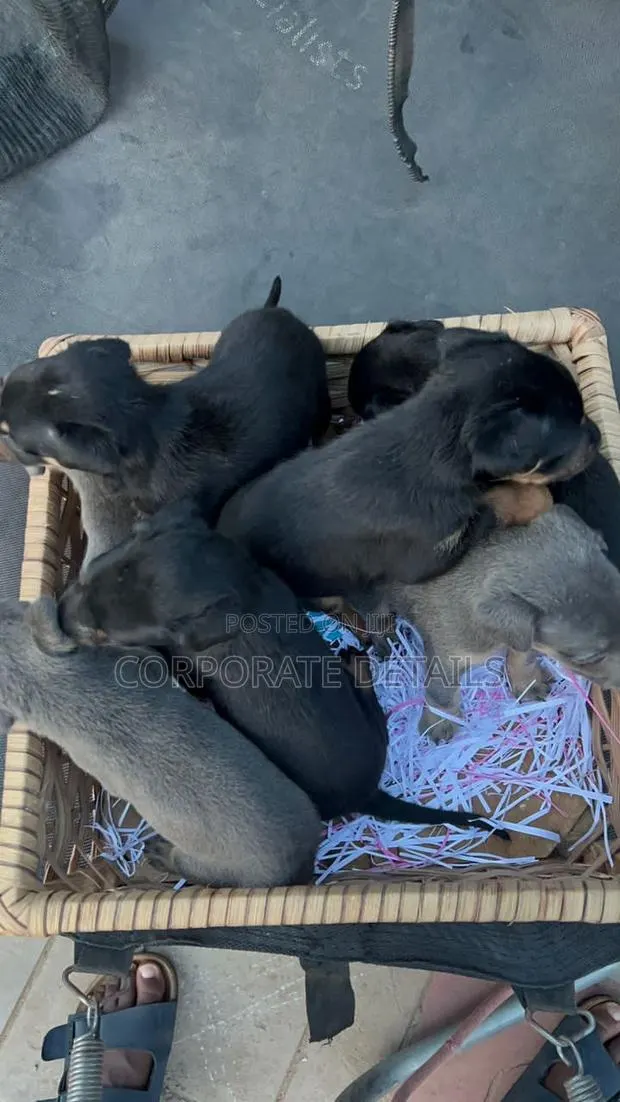 0-1 month Male Purebred Doberman Pinscher · Photo 1