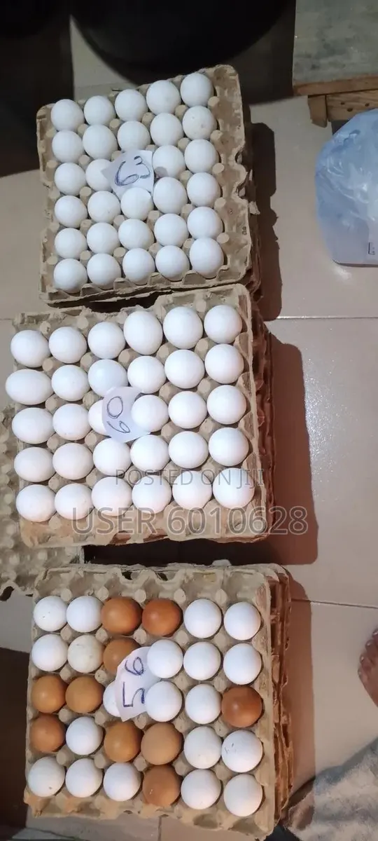 Emefa's Eggs · Photo 1