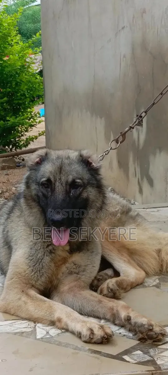 1+ year Female Purebred Caucasian Shepherd · Photo 2