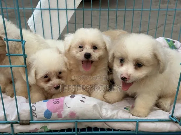1-3 months Female Purebred Poodle · Photo 1