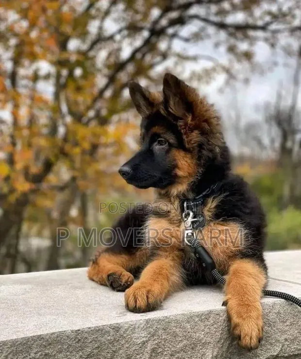 1-3 months Male Purebred German Shepherd · Photo 1