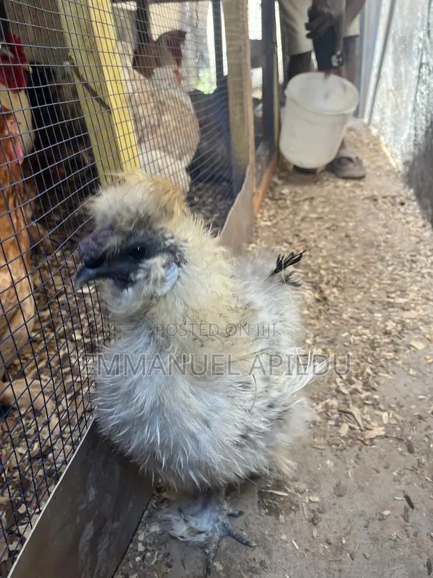 Silkie Chicken · Photo 3
