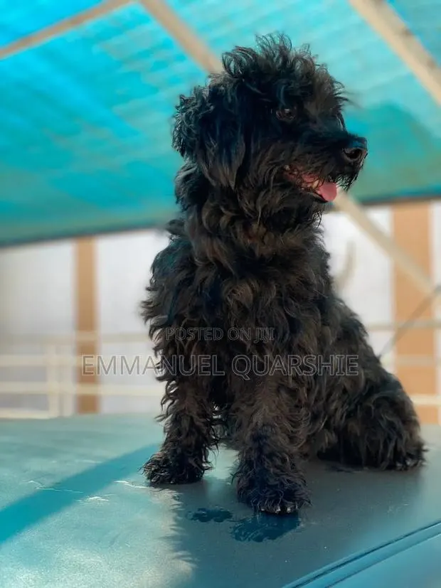 1+ year Male Purebred Poodle · Photo 1