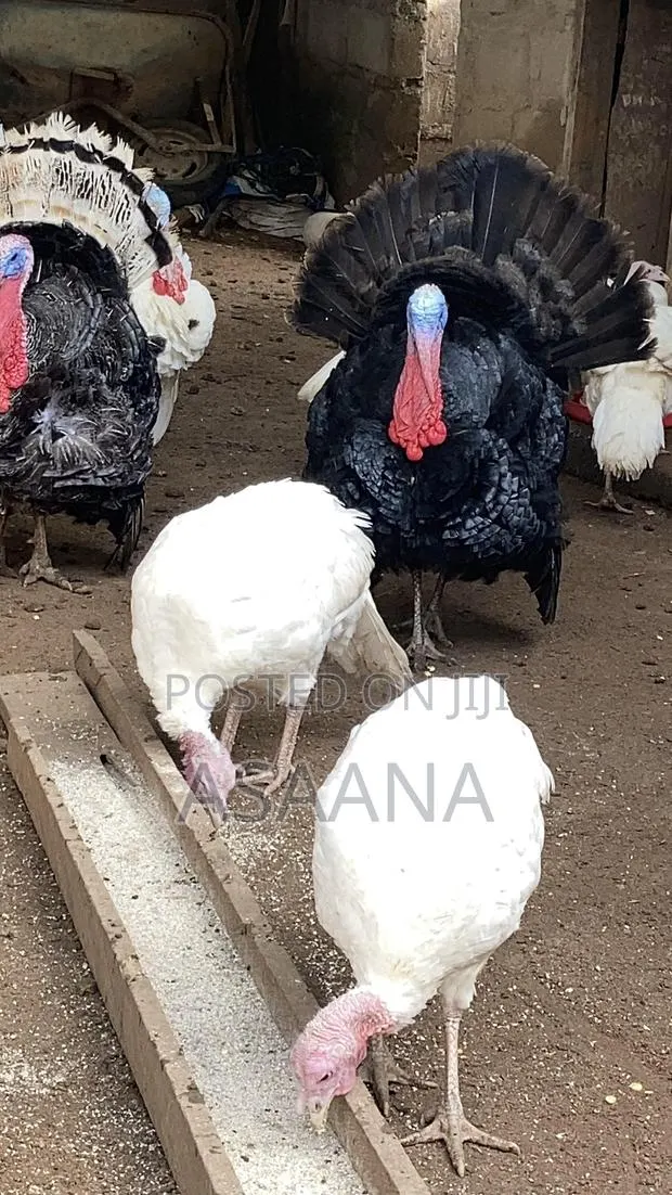 Hybrid Turkey for Sale Delivere Through VIP Transport · Photo 1