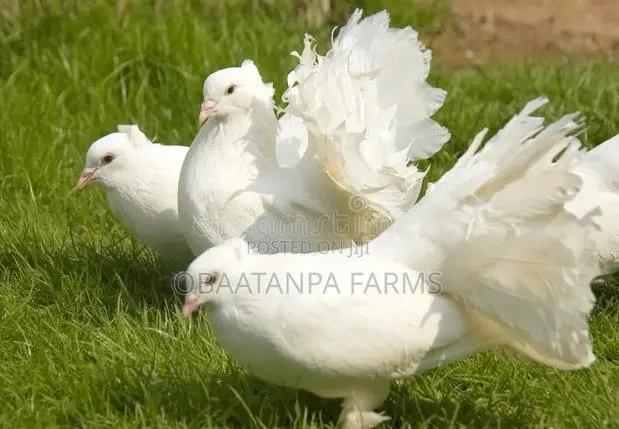 Pair of Fantail Pigeons · Photo 4