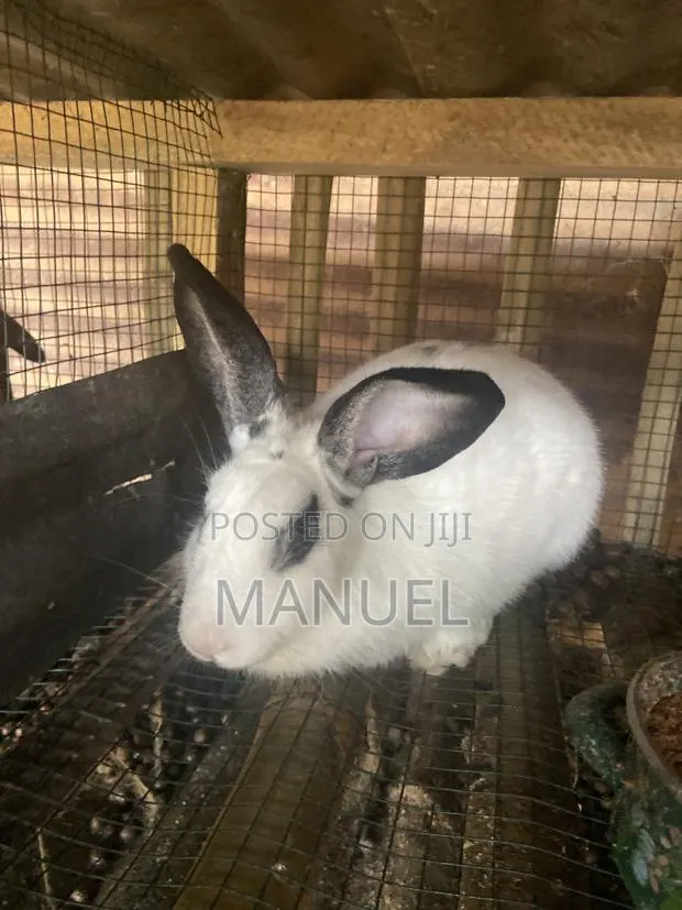 Rabbits for Sale · Photo 2