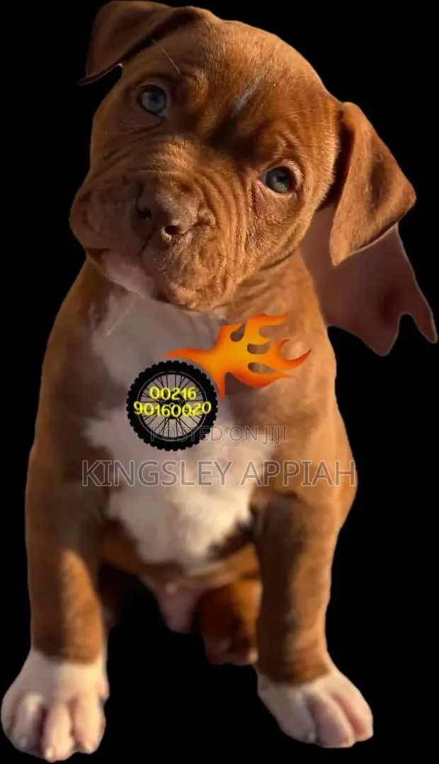 1-3 months Male Purebred American Bully · Photo 1