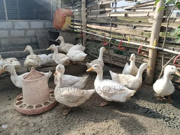 Matured Jumbo Pekin Ducks · Photo 1