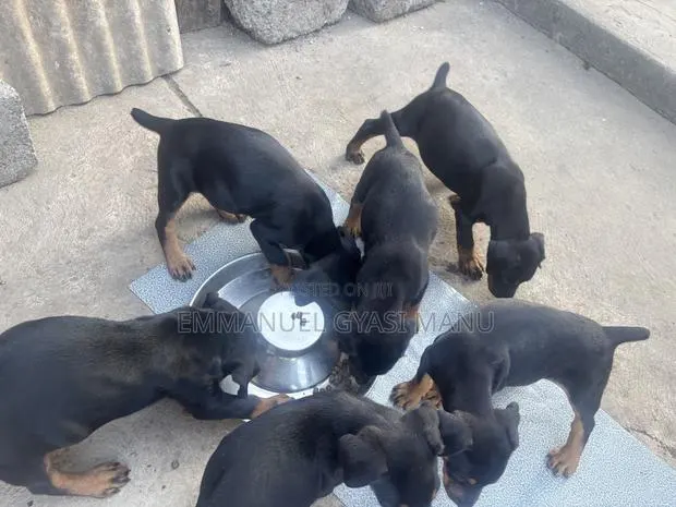 1-3 months Male Purebred Doberman Pinscher · Photo 1