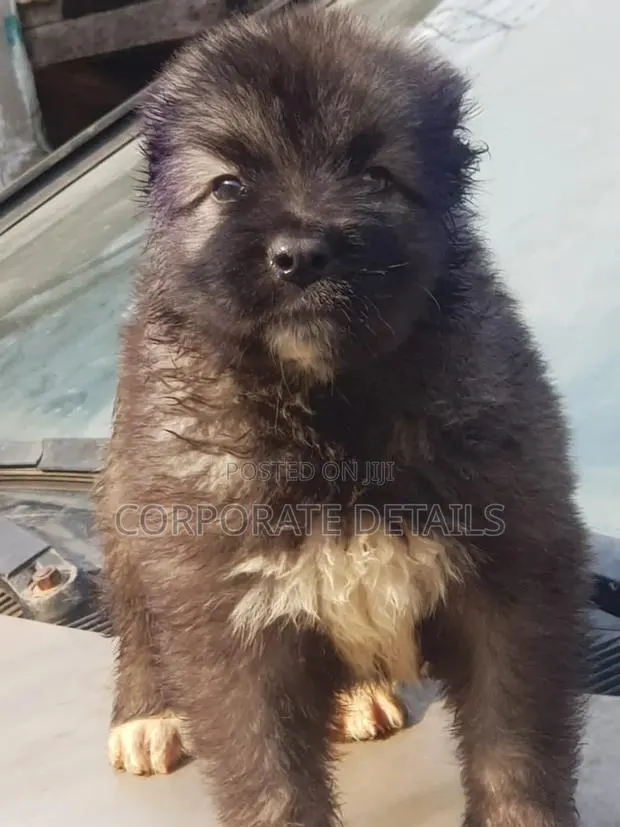1-3 months Female Purebred Caucasian Shepherd · Photo 1